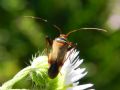 Adelphocoris vandalicus